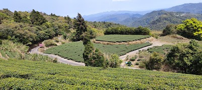 South Mountain Tea Plantation