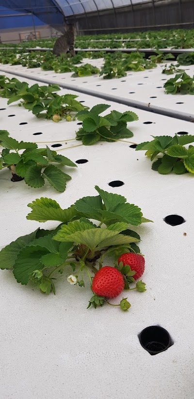 Dapi Township Aquaponics Farm