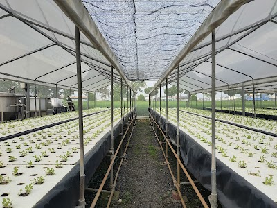 Dapi Township Aquaponics Farm