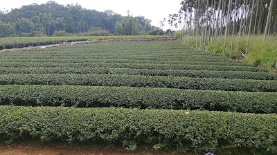 Mingsheng Farm Organic Tea Plantation