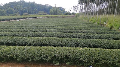 Mingsheng Farm Organic Tea Plantation