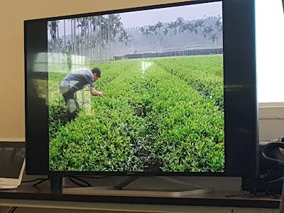 Mingsheng Farm Organic Tea Plantation