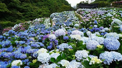 Grand Terraced Ecological Flower Farm