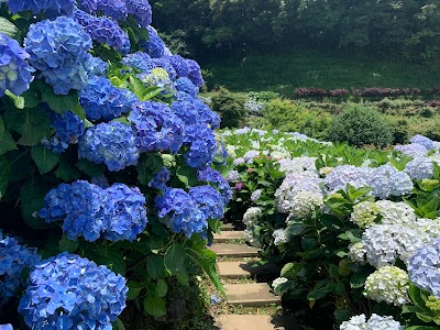 Grand Terraced Ecological Flower Farm