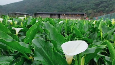 Fortune and prosperity taro field