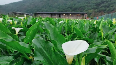 Fortune and prosperity taro field