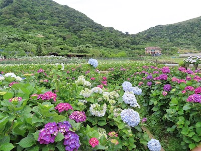 Fortune and prosperity taro field