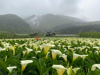 Fortune and prosperity taro field