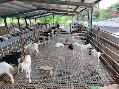 Yi Farm and Sheep Ranch