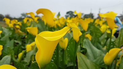 Lin Yuan Ju Farmstay